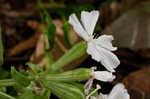 Sticky catchfly